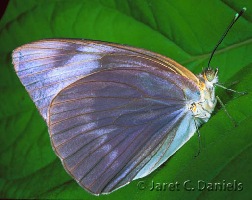 Great Southern White – Florida's Wildflowers & Butterflies