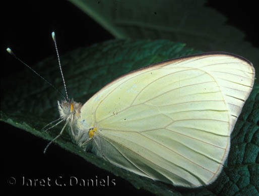 Great Southern White male 