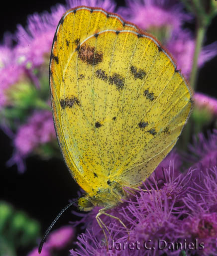 Little Yellow (Little Sulphur)