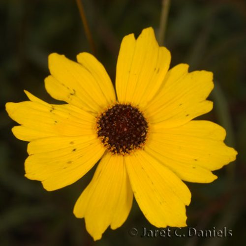 Coreopsis leavenworthii