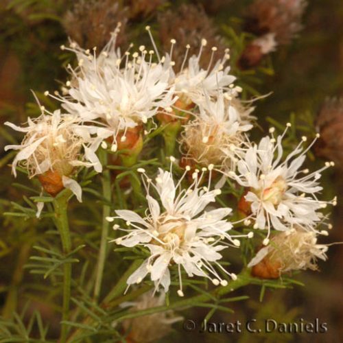 Dalea pinnata