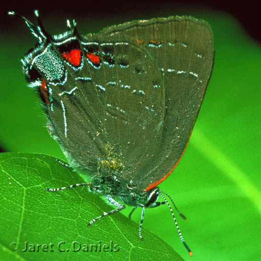 Banded Hairstreak