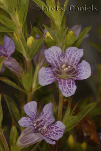 Dyschoriste oblongifolia