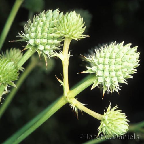 Eryngium yuccifolium