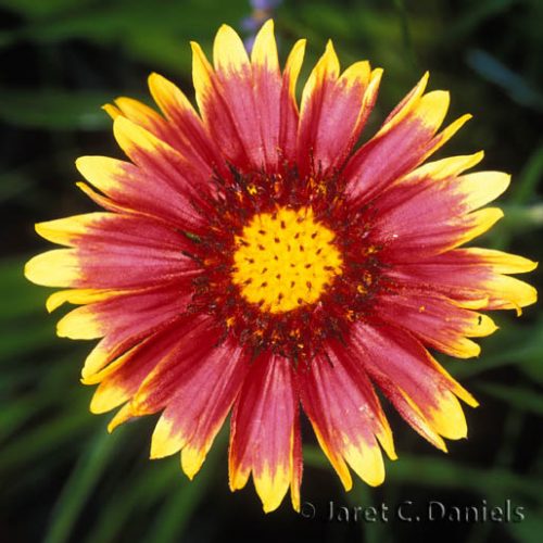 Gaillardia pulchella