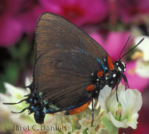 Great Purple Hairstreak