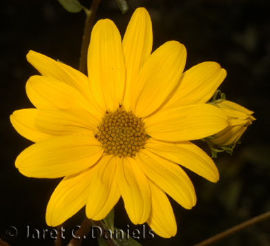 Helianthus angustifolus