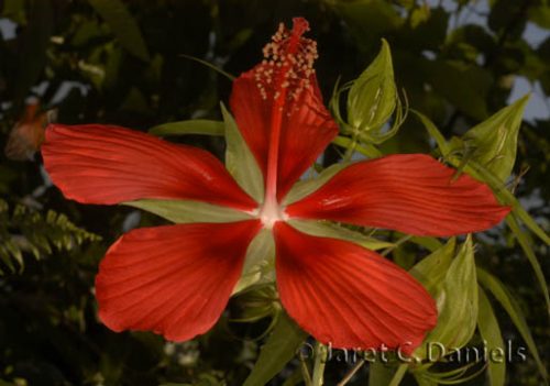 Hibiscus coccineus