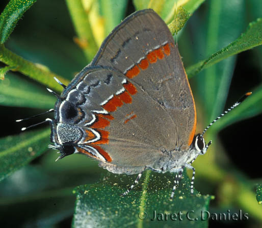 Red-banded Hairstreak