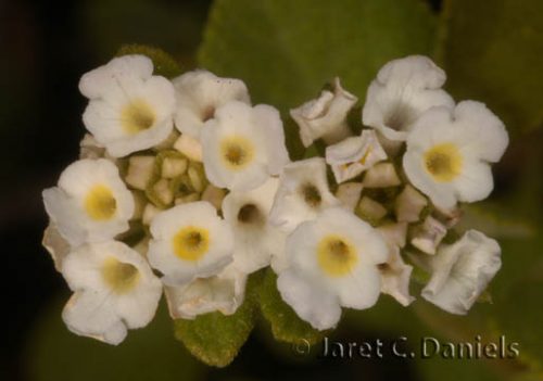 Lantana involucrata