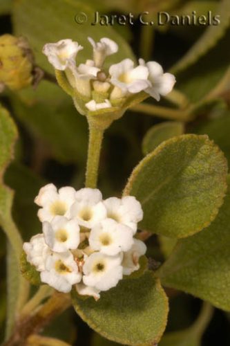 Lantana involucrata