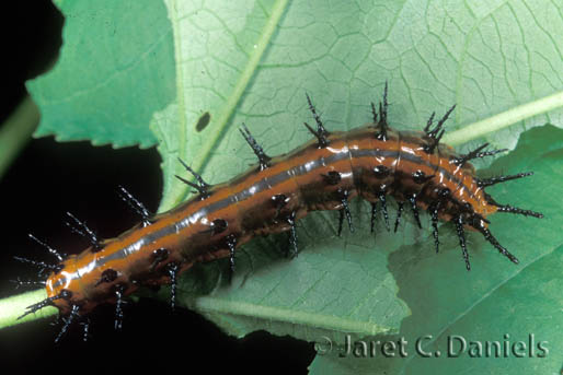 Gulf Fritillary larva 