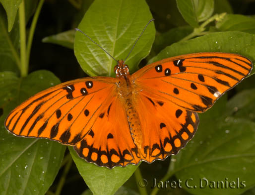 Gulf Fritillary male