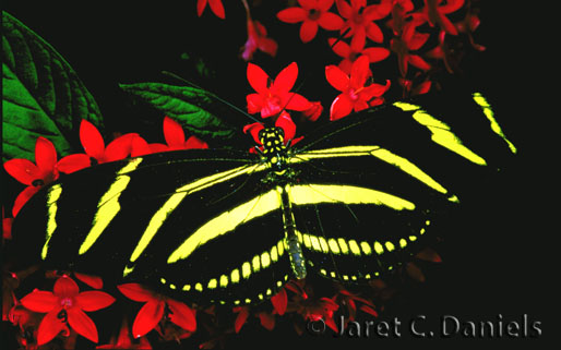 Zebra (Longwing) Heliconian