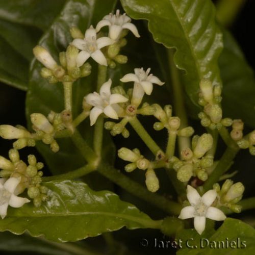 Psychotria nervosa