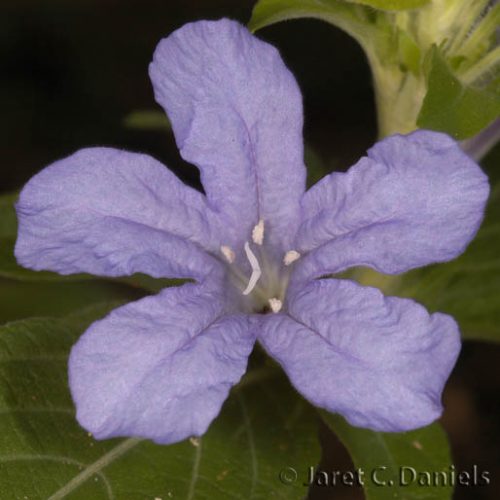 Ruellia caroliniensis