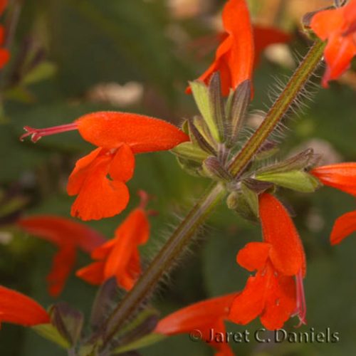 Salvia coccinea