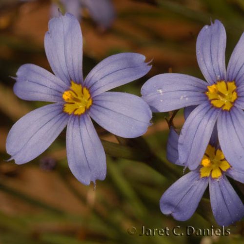 Sisyrinchium atlanticum