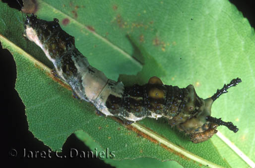 Red-spotted Purple larva 