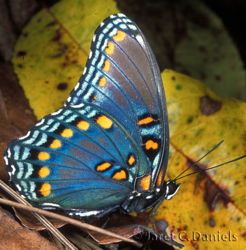 Red-spotted Purple ventral