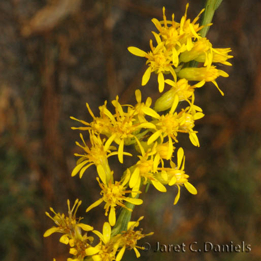 Seaside Goldenrod Florida's Wildflowers & Butterflies