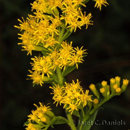 Solidago sempervirens