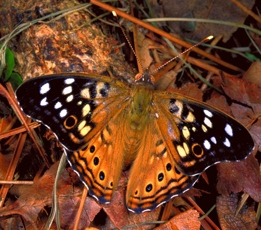 Hackberry Emperor