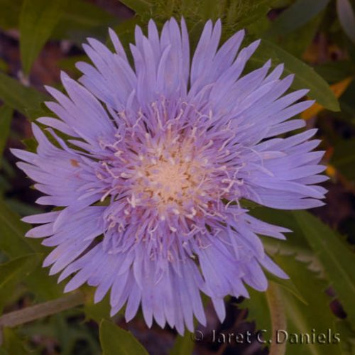 Stokesia laevis