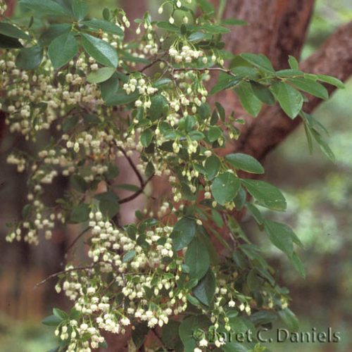 Vaccinium arboreum