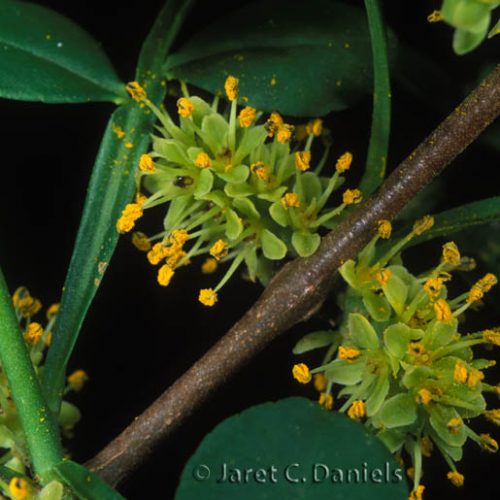 Zanthoxylum fagara