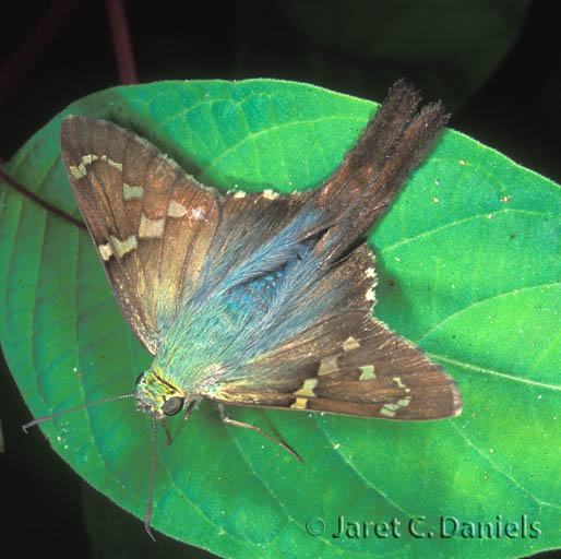 Long-tailed Skipper