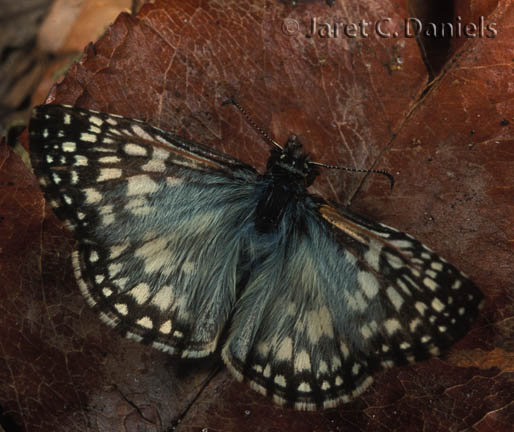 Tropical Checkered-Skipper