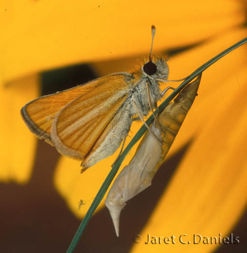 Southern Skipperling