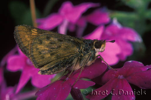 Fiery Skipper Female