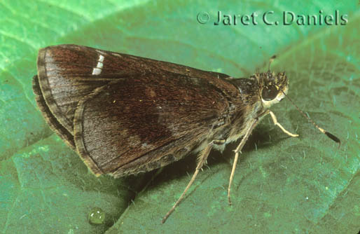 Clouded Skipper