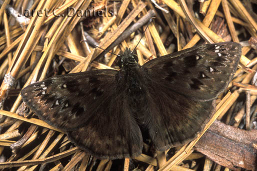 Horace's Duskywing