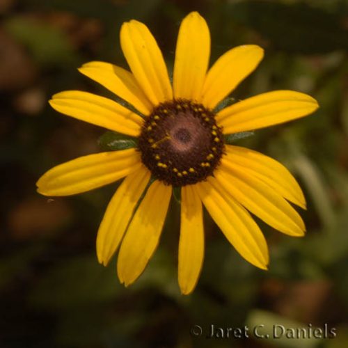 Rudbeckia hirta