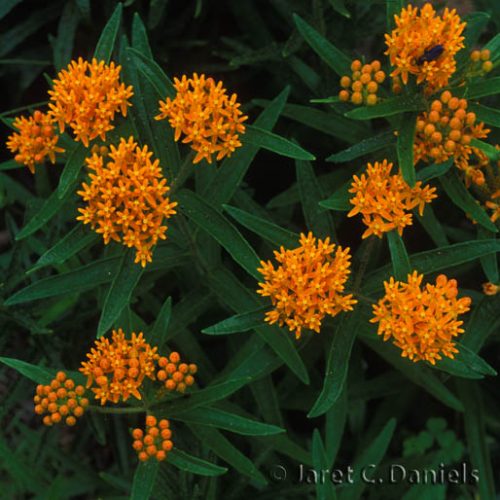 Asclepias tuberosa