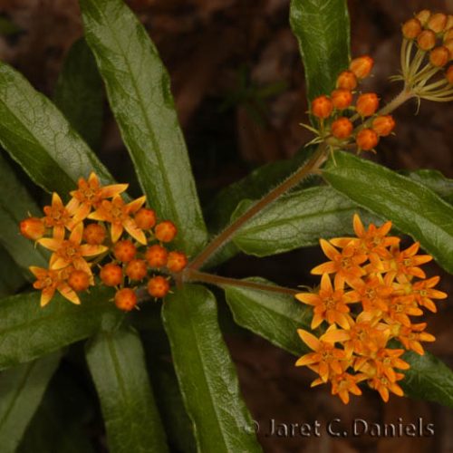 Asclepias tuberosa