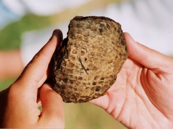 St. Johns pottery, the traditional ceramics of the Timucua native to St. Augustine