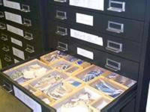 Collection file cabinet