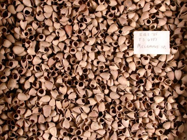Some of the thousands of Melampus (coffee bean snail) shells recovered from the feasting pit at En Bas Saline. The tops of these have all been removed, and they may have been used in the bands of shell rattlers worn on the arms and legs of Taínos during their areitos (feasting and dancing ceremonies)