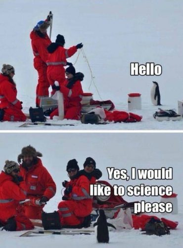 Science Penguin meme