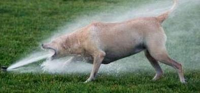 Dog with sprinkler