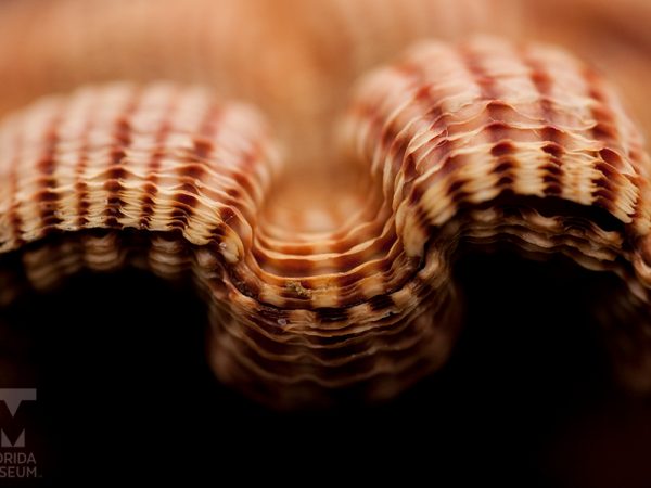 Large scallop shell