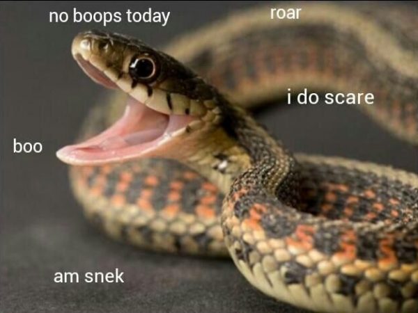 no boops snek meme