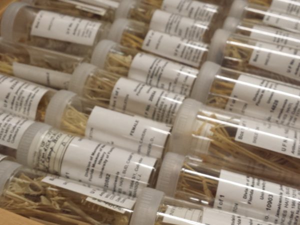 jars of bat bones