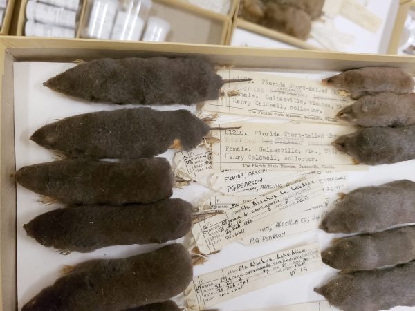 drawer of shrew specimens