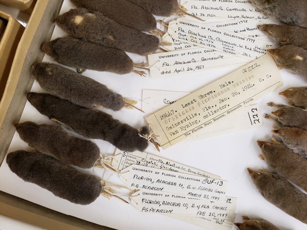 drawer of shrew specimens