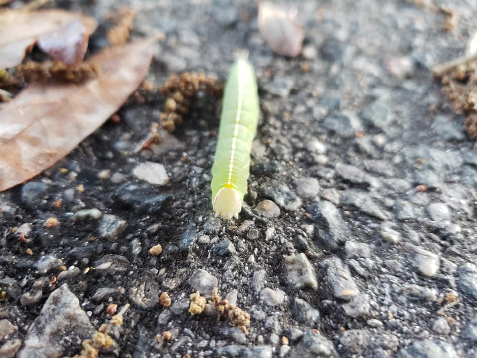 small green caterpillar on pavement